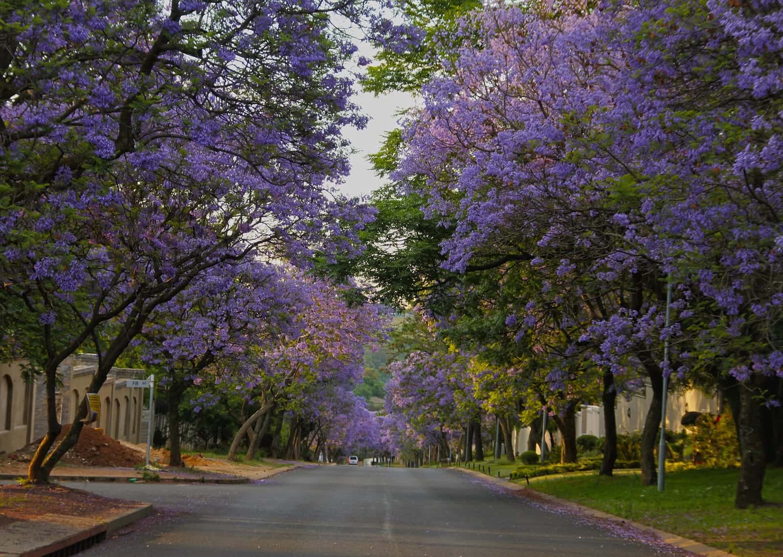 A Bryanston street lined with flowering jacaranda trees
